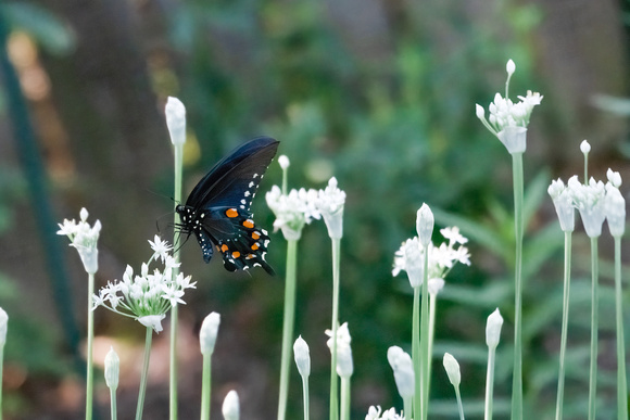 Pipevine swallowtail on garlic chive