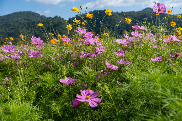 Flowers an NC welcome center on I-26 near Asheville