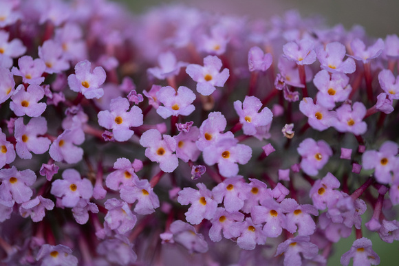 butterfly bush