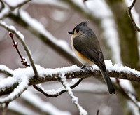 November Snow Day Visitors