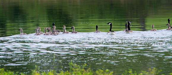 geese at John Sevier reservoir