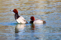 Redhead Ducks