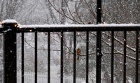 Birds in Snow