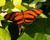 Mackinac Island Butterfly House