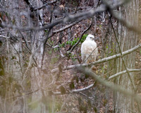 April 1, 2011 White Red Tailed Hawk