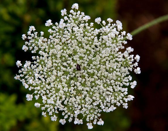 Somewhere there is a Queen Ann looking for her lace