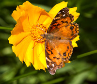 Vanessa virginiensis, the Eastern Painted Lady