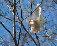 White Hawk leaving perch, April 3, 2011