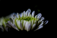 Flowers using 60mm lens