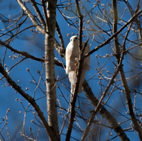 White Hawk April 3 2011