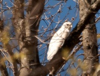 White Hawk April 3 2011