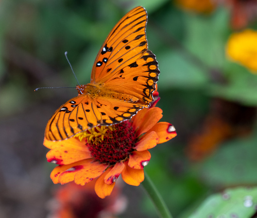 Gulf Fritillary, Agraulis vanillae.  Jonesborough Arboretum and Butterfly Garden