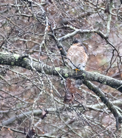 Coopers Hawk in the backyard