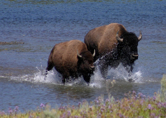 bison splash