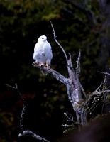 White Red Tailed Hawk 2006