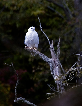 White Red Tailed Hawk 2006