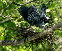 Yellow Crowned NIght Heron Nests on Greenbelt