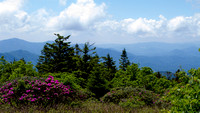 Roan Mountain June 14 2014