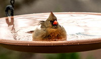 Bird Bath