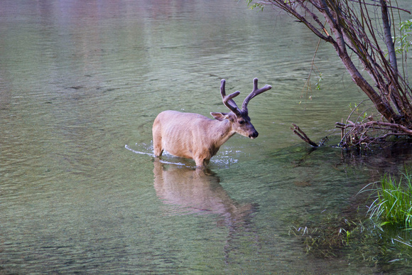 Mule deer in mirror lake 2