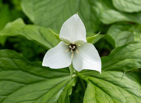 Jewelled Wakerobin (Trillium Simile, Sweet White Trillium)