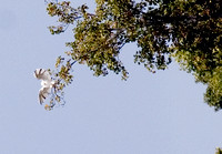 2006 White Red Tailed Hawk