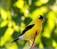 September backyard birds