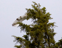 White hawk leaving tree 2006