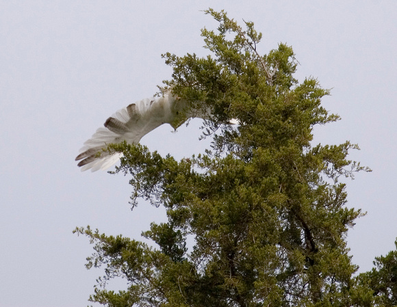 White hawk leaving tree 2006