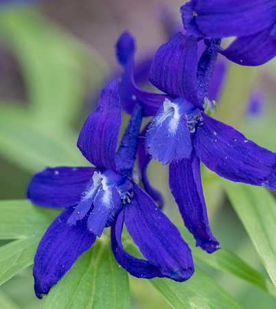 Spring Larkspur