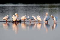 Sanibel 2011