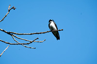 tree swallows