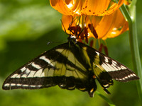 Butterfly on Lily Crescent Meadow SNP