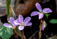 Laurel Run Wildflower Hike