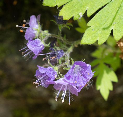 Purple Phacelia