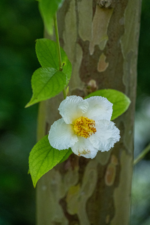 Stewartia tree