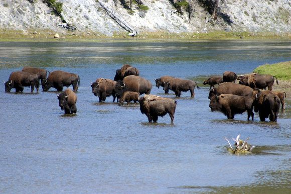 Bison in River