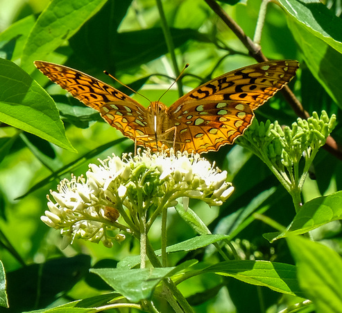 Frilliary Butterfly, NC Welcome Center Garden, I- I-26