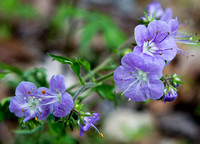 Wildflowers