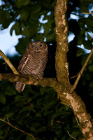 Screech Owls