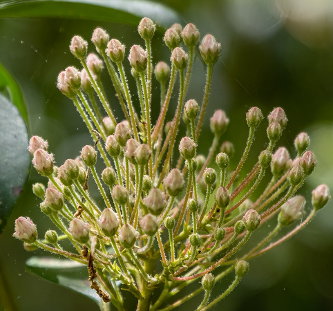Mountain Laurel Buds