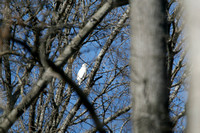 White Hawk April 3, 2011