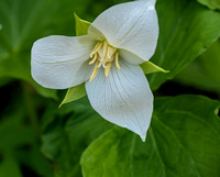 Wildflowers at Laurel Run Park