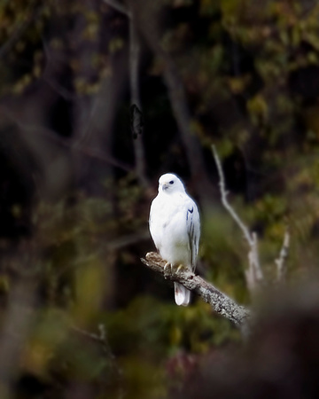 White Red Tailed Hawk 2006