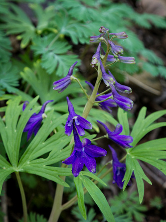 larkspur